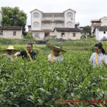 "Xiuren Tea Exudes a ‘New Aroma-