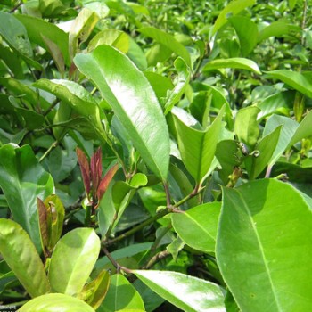 How Much Do You Know About Kuding Tea?