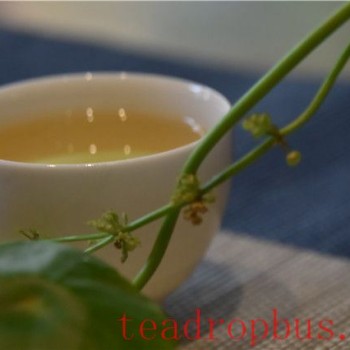 Jingmai Mountain and Its Tea Region