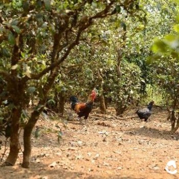 Why Should You Drink Pure Ancient Tree Pu'er Tea