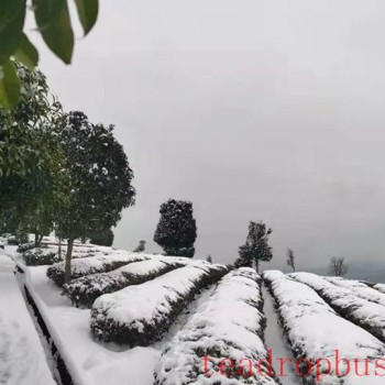 Countermeasures for Frost Damage in Guizhou’s Spring Tea Gardens in 2025
