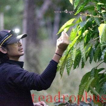 Thailand Invests in Fine Robusta