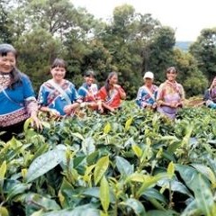 Jinggu County in Pu-er City Strengthens and Expands its Tea Industry