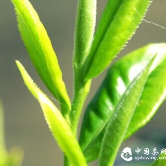 The Aroma of Pu-erh Tea