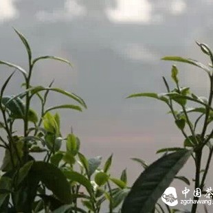 The Difference Between First-Spring Pu'er Tea and Second-Spring Pu'er Tea?