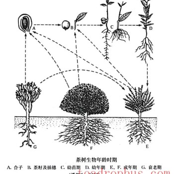 The Life Cycle of Tea Plants and Key Management Practices at Different Stages