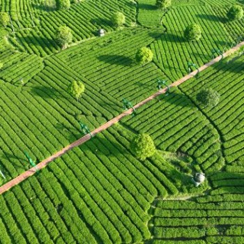 Ji-an Suichuan: Savoring the Fragrant Charm of a Tea Haven