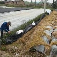 Technical Guidance on Winter and Spring Tea Garden Management