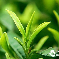 Green Tea with Honey is a Good Remedy for Anti-inflammatory and Soothing Throat