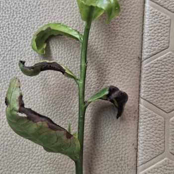 Tea & Climate Change: The Looming Threat of Greenfly Infestation