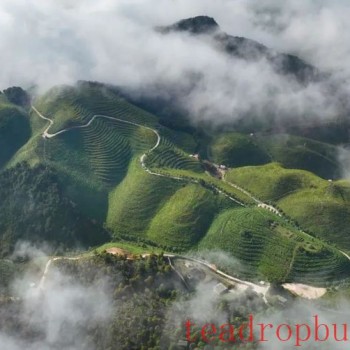 Danzhai: Beautiful Tea Gardens in Early Summer