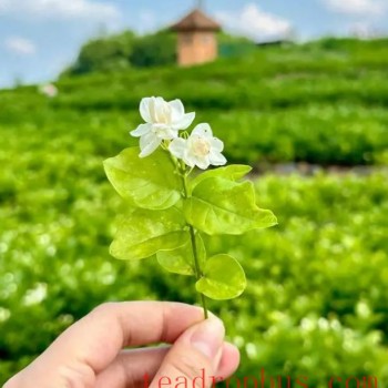 Intangible Cultural Heritage: The Jasmine Snowball, a Dive into the Sea of Jasmine