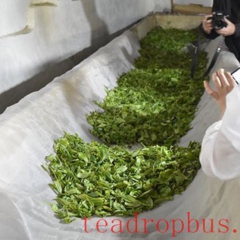 The Process of Making Green Tea