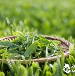 Not Every Type of Tea Is Suitable for Everyone