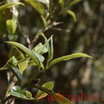 Characteristics of the Ancient Tea Trees of Tianmen Mountain