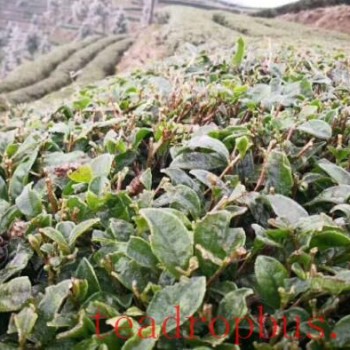 Countermeasures to Prevent Frost Damage in Tea Trees During Winter with Significant Temperature Drops