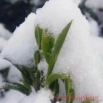 What effects does low temperature have on tea trees?