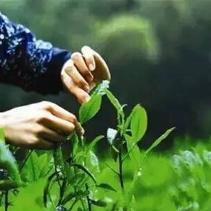 Pre-Qingming Tea or Grain Rain Tea, Which One Do You Prefer?