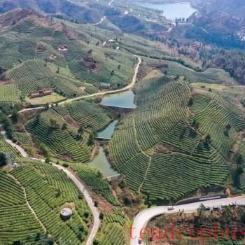 The People-s Daily Applauds the Tea Industry in Southwestern Guizhou