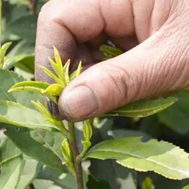 How Many Buds Are Needed to Pick a Pound of Good Green Tea?