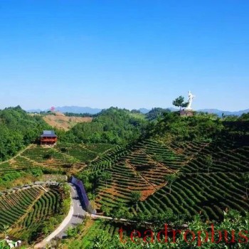 Shangnan Court Supports Tea Industry Development and Optimizes the Business Environment Under the Rule of Law
