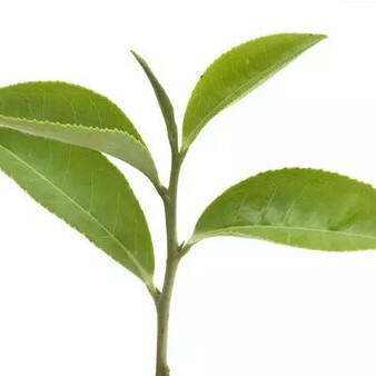 Must-Read Tea Knowledge!