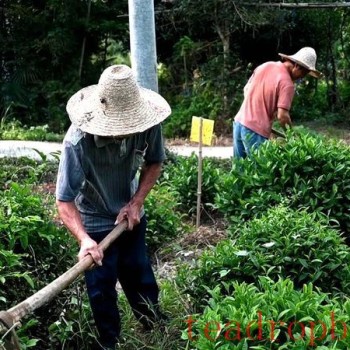 Battling the Heat and Sun: The Optimal Time for Autumn Tilling in Tea Gardens