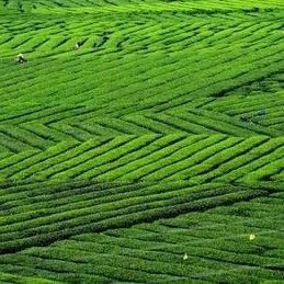 Why do I drink tea every day?