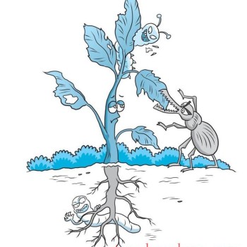 Q&amp;#038;A on Scientific Tea Planting: What are the main diseases and pests of tea plants?