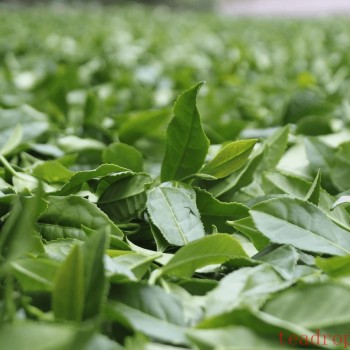 Tieguanyin: What Type of Tea Is It? A Comprehensive Guide