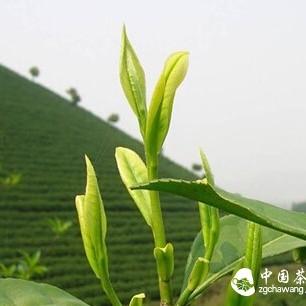 Do You Really Know the Most Authentic Spring Tea?