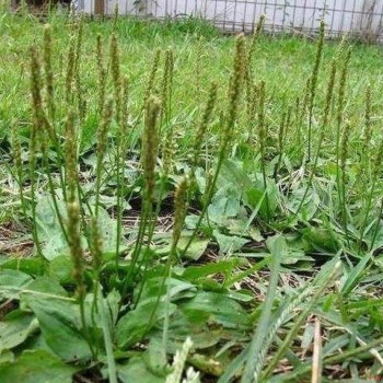 Plantain Tea for Lowering Uric Acid: A Natural Solution to Hyperuricemia Troubles