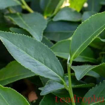 What is Maoxie (Hairy Crab) Tea?