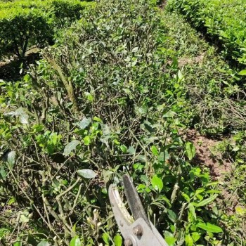 Exploring Tea Garden Revitalization Through Pruning in Hubei