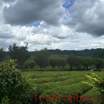 Spring, Summer, and Autumn Tea Harvests: What Has This Tea-Producing County Done Right to Break Into the New Tea Beverage Market?