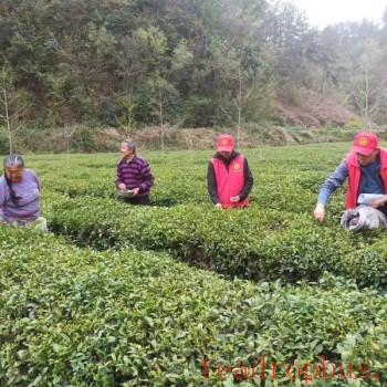 Xixiang County Charts a Prosperous Path by Developing its Tea Industry