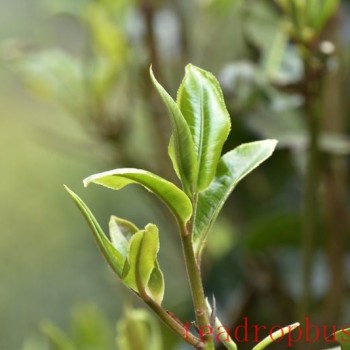 How to Brew the Aroma of Ancient Tree Tea?
