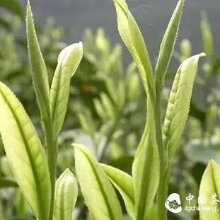 Various Branches of White Tea