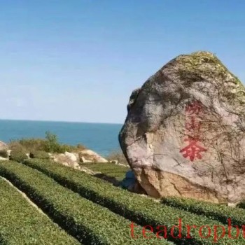 What is Laoshan Green Tea?