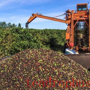 The Global Coffee Price Paradox