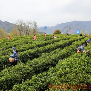 Hanbin in April: The Fragrance of Shaanxi Tea