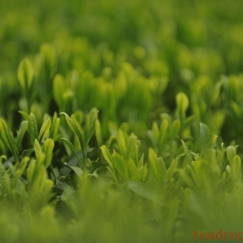 Which is Better, Pre-Qingming Tea or Pre-Grain Rain Tea?