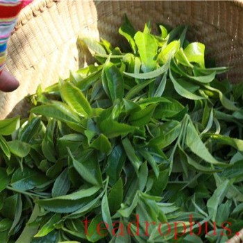 The Pu-er Raw Tea Production Process: Every Leaf and Bud Counts