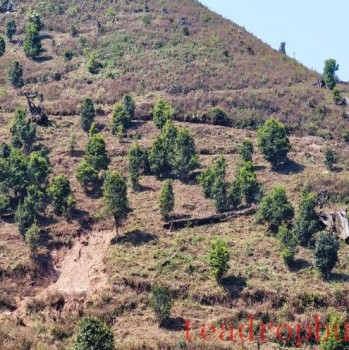Jinggu Yizhi: The Aroma of Wild Tea in the Mountains Keeps Tea Farmers Busy Picking