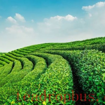 Exploring the Subtle Relationship Between Altitude and Tea Quality