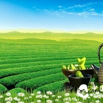 Why Don't Western Countries Drink Chinese Tea?