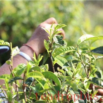 Puer Spring Tea: Is it Green Tea?
