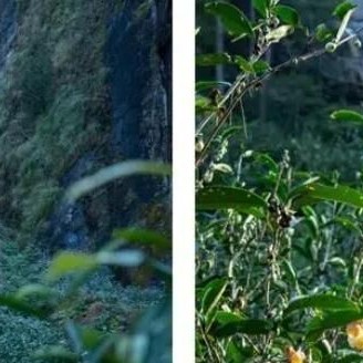 China-s Tea and Its Culture XVII: "Wuyi Rock Tea of China: A Thousand-Year Legacy and Unique Charm"