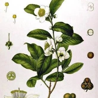 Tea Efficacies in Traditional Chinese Herbal Medicine and Formularies