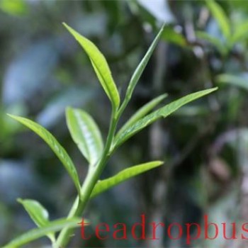 Distinguishing Methods for Spring, Summer, and Autumn Teas